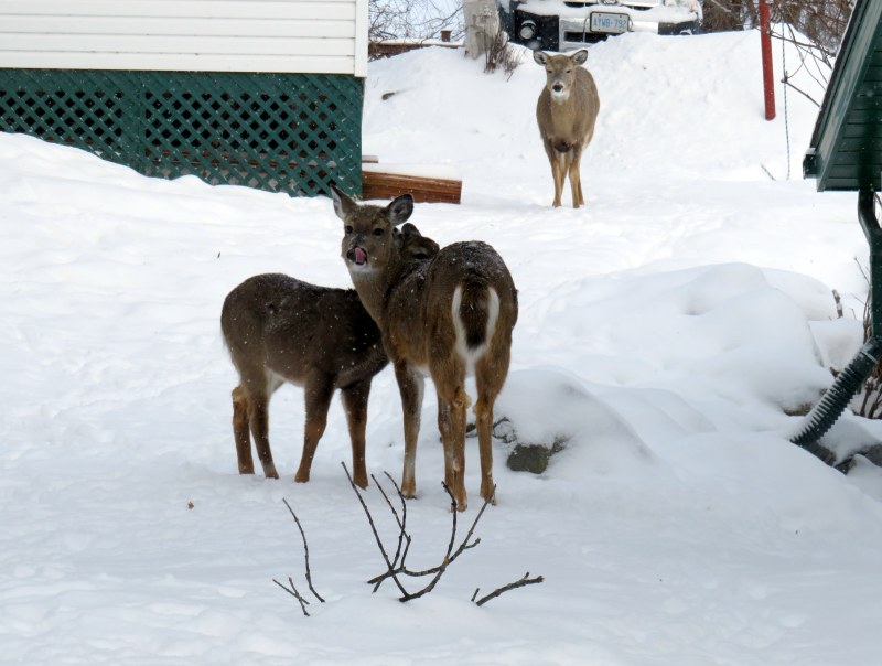 Three deer standing in the snow adjacent to a house in Kenora